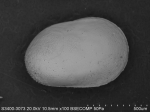 Ostracoda above superfamily identification