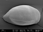 Ostracoda above superfamily identification