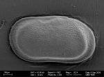 Cytherella rwhatleyi Brandão, 2008, author: Brandão, Simone Nunes