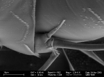 Macrocyprididae