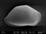 Ostracoda