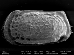 Recent* Deep-sea Ostracoda (>=500 m depth)