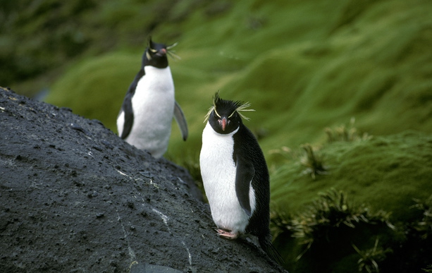 Rockhopper Penguin pair 1_1 Rockhopper Penguin pair 1_1
