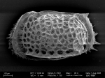 Ostracoda