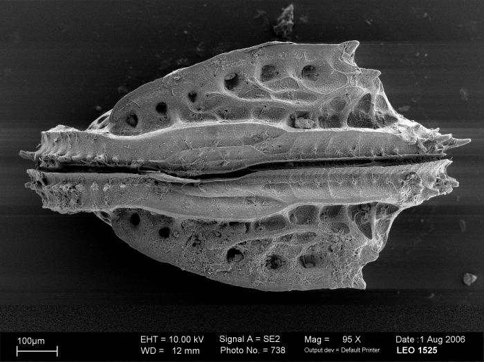 Poseidonamicus Poseidonamicus