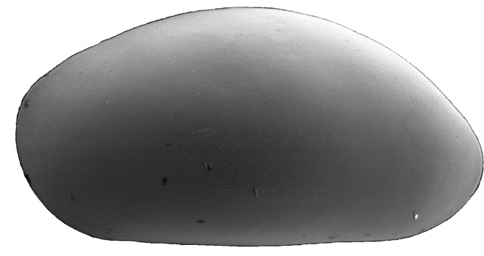 Bythocyprididae