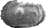 Ostracoda above superfamily identification