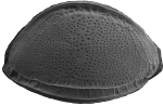 Ostracoda (seed shrimp)