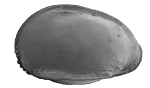Recent* Deep-sea Ostracoda (>=500 m depth)