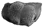 Cytherocopina Cytheroidea Bythocytheridae, author: Brandão, Simone Nunes