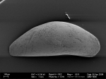 Macroscapha inaequalis (Müller, 1908)