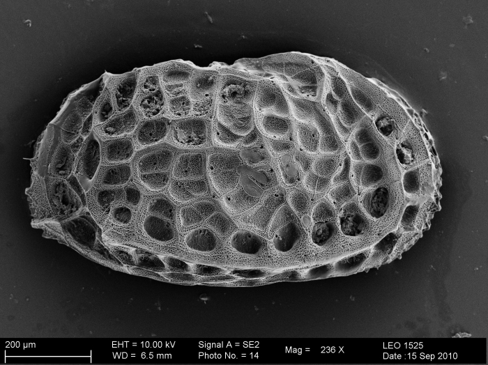Bradleya from the Southern Ocean