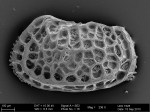 Recent* Deep-sea Ostracoda (>=500 m depth)