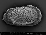 Paratype of Poseidonamicus hunti Brandão & Päplow, 2011