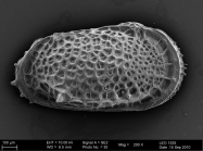 Paratype of Poseidonamicus hunti Brandão & Päplow, 2011