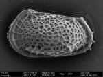 Paratype of Poseidonamicus hunti Brandão & Päplow, 2011