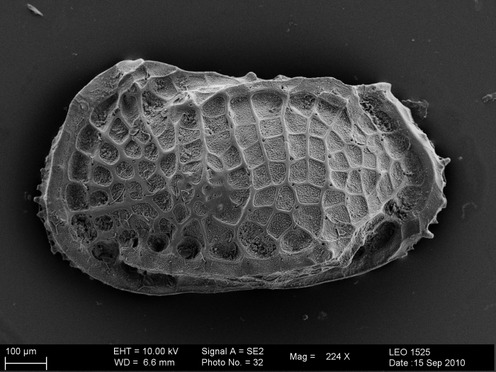 Cytherocopina Cytheroidea Thaerocytheridae - Holotype of Poseidonamicus tainae Brandão in Brandão & Päplow, 2011