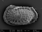 Recent* Deep-sea Ostracoda (>=500 m depth)