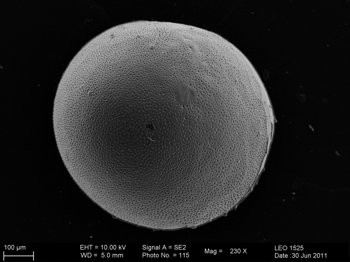Archypolycope atlantica Karanovic & Brandão, 2012 Archypolycope atlantica Karanovic & Brandão, 2012