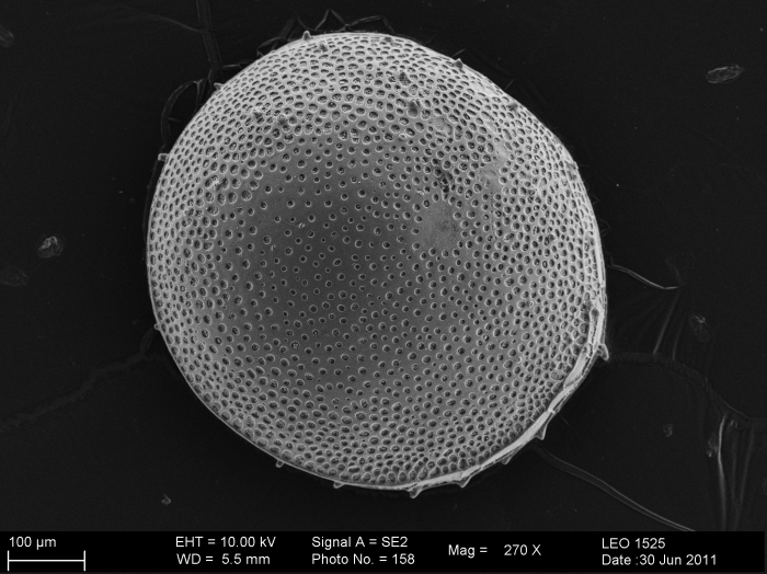 Archypolycope martinezi Karanovic &amp; Brandão, 2012