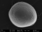 Recent* Deep-sea Ostracoda (>=500 m depth)