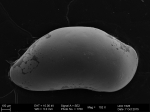 Ostracoda