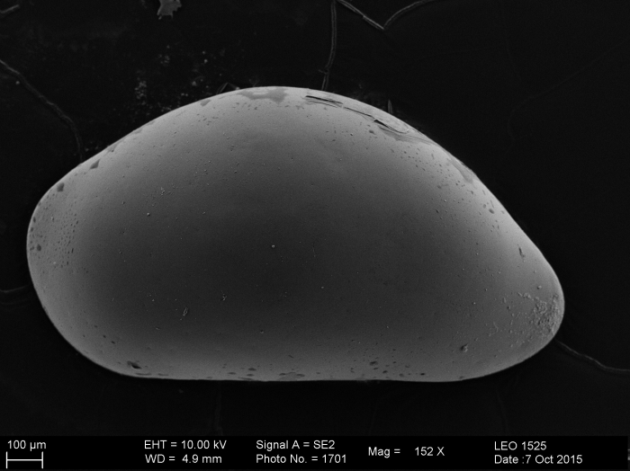 Bythocyprididae Bythocyprididae