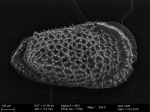 Recent* Deep-sea Ostracoda (>=500 m depth)