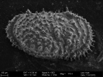 Ostracoda