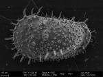 Recent* Deep-sea Ostracoda (>=500 m depth)