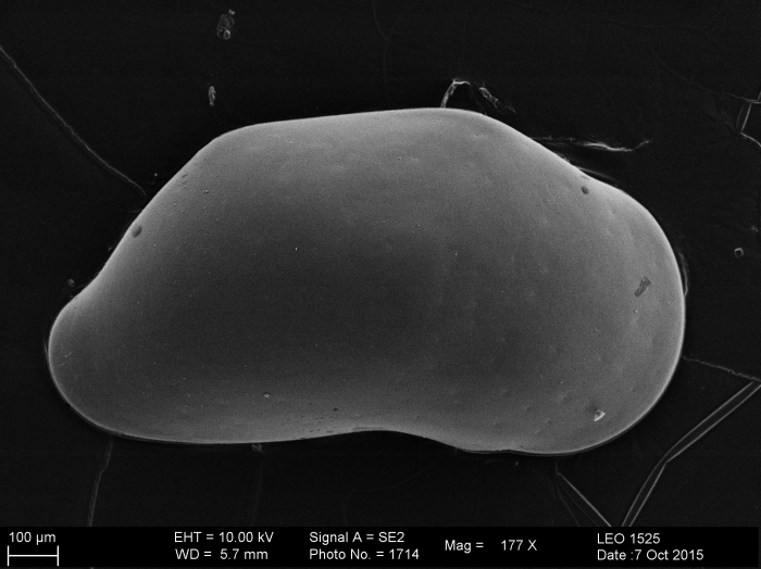 Zabythocypris Zabythocypris