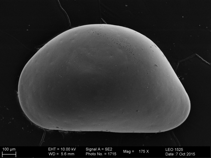 Bairdiocopina Bythocyprididae Zabythocypris Bairdiocopina Bythocyprididae Zabythocypris