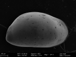 0 - Ostracoda above superfamily identification