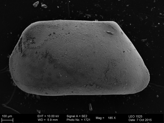 Bairdocopina Bairdioidea Bythocyprididae Zabythocypris Bairdocopina Bairdioidea Bythocyprididae Zabythocypris