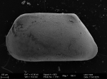 Bythocyprididae