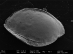Recent* Deep-sea Ostracoda (>=500 m depth)