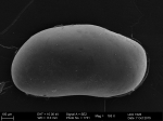 Recent* Deep-sea Ostracoda (>=500 m depth)