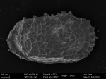 Dutoitella dinglei Brandão et al., 2016