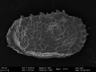 Dutoitella dinglei Brandão et al., 2016