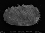 Abyssocythere bensoni Brandão et al., 2016