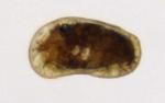 Callistocythere setouchiensis