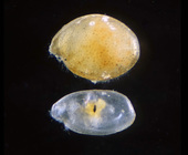 Euphilomedes