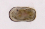Keijcyoidea infralittoralis