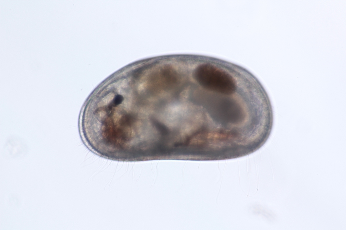 Microdarwinula Microdarwinula