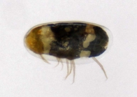 Paradoxostoma flaccidum