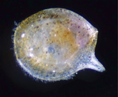 Sarsiella japonica