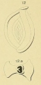 Chromista - Foraminifera (foraminifers)