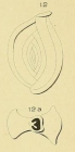 Spiroloculina pulchella d'Orbigny in Fornasini, 1904