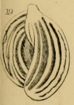 Quinqueloculina pulchella d'Orbigny, 1826