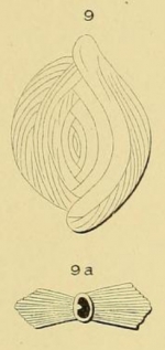 Spiroloculina striata d'Orbigny, 1871
